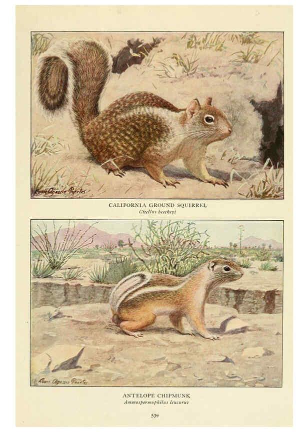 Reproducción/Reproduction 6217228974: Wild animals of North America Washington, D.C.,The National geographical society[c1918] 