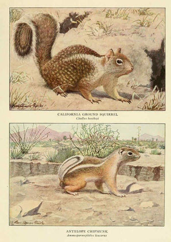 Reproducción/Reproduction 6217228974: Wild animals of North America Washington, D.C.,The National geographical society[c1918] 