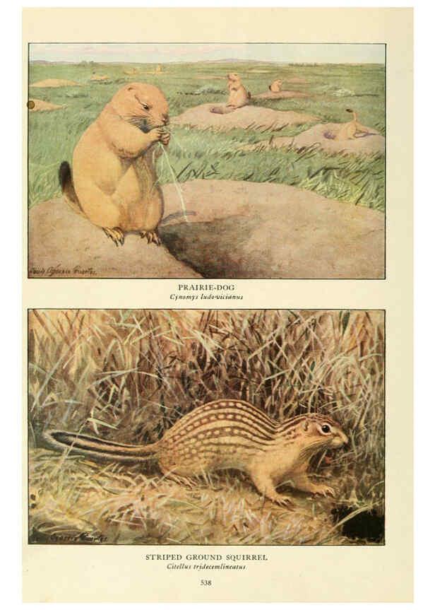 Reproducción/Reproduction 6217228862: Wild animals of North America Washington, D.C.,The National geographical society[c1918] 