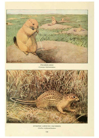 Reproducción/Reproduction 6217228862: Wild animals of North America Washington, D.C.,The National geographical society[c1918] 