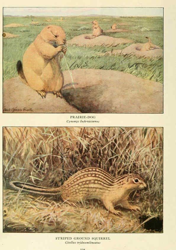 Reproducción/Reproduction 6217228862: Wild animals of North America Washington, D.C.,The National geographical society[c1918] 