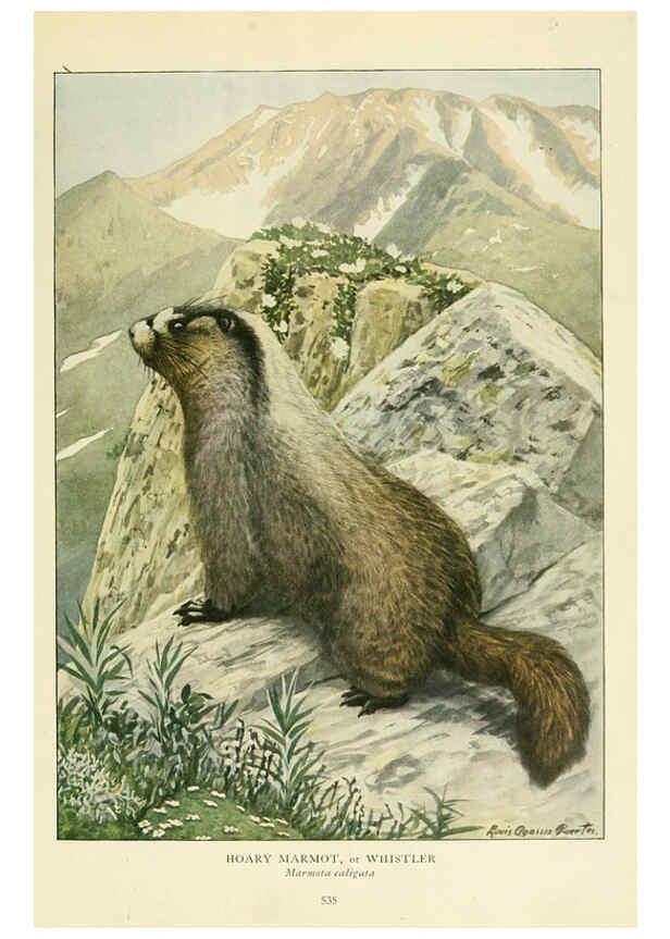 Reproducción/Reproduction 6217228724: Wild animals of North America Washington, D.C.,The National geographical society[c1918] 