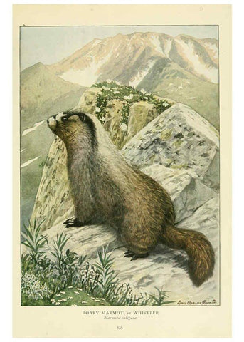 Reproducción/Reproduction 6217228724: Wild animals of North America Washington, D.C.,The National geographical society[c1918] 