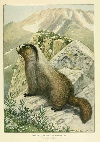 Reproducción/Reproduction 6217228724: Wild animals of North America Washington, D.C.,The National geographical society[c1918] 