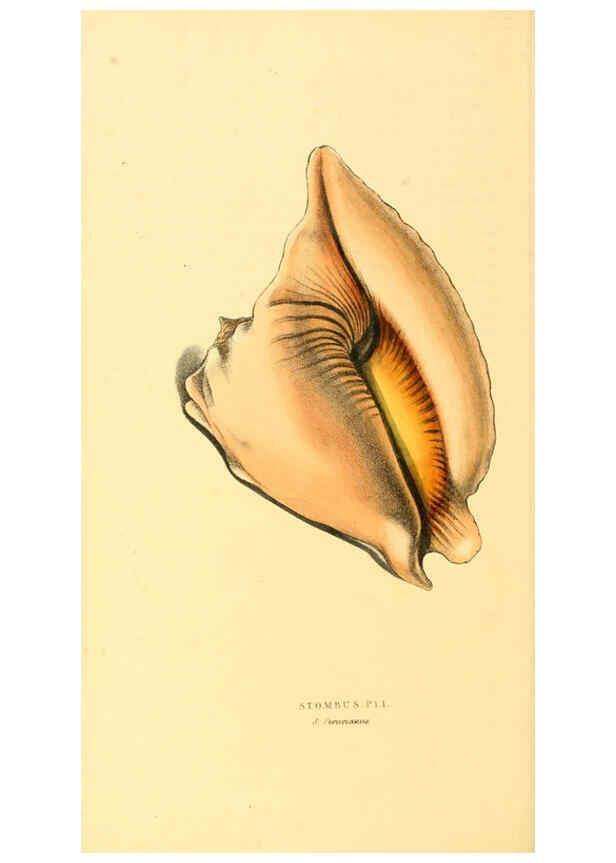 Reproducción/Reproduction 6197662915: Zoological illustrations v.1. London :Baldwin & Cradock,1829-1833
