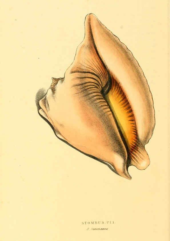 Reproducción/Reproduction 6197662915: Zoological illustrations v.1. London :Baldwin & Cradock,1829-1833