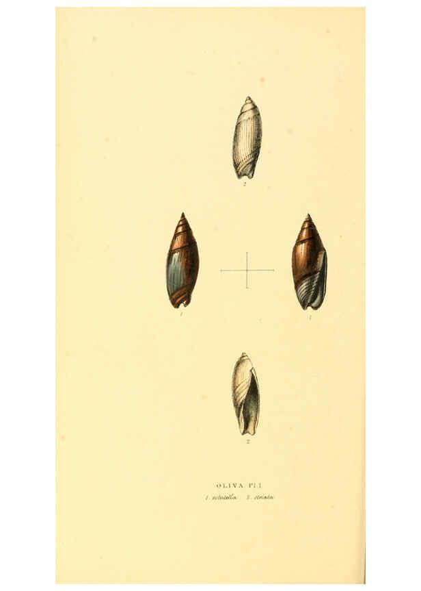 Reproducción/Reproduction 6197663099: Zoological illustrations v.1. London :Baldwin & Cradock,1829-1833