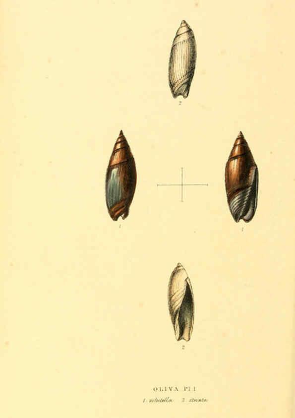 Reproducción/Reproduction 6197663099: Zoological illustrations v.1. London :Baldwin & Cradock,1829-1833