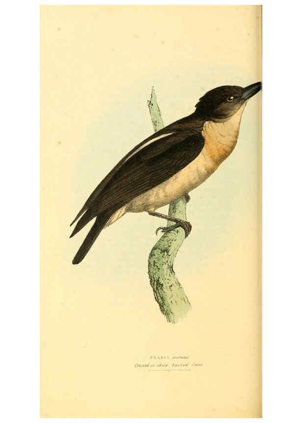 Reproducción/Reproduction 6198181330: Zoological illustrations v.1. London :Baldwin & Cradock,1829-1833