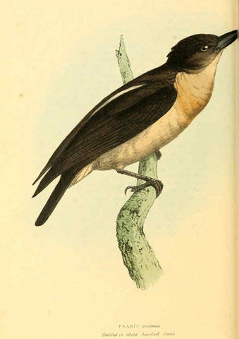 Reproducción/Reproduction 6198181330: Zoological illustrations v.1. London :Baldwin & Cradock,1829-1833