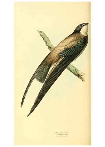 Reproducción/Reproduction 6198181544: Zoological illustrations v.1. London :Baldwin & Cradock,1829-1833