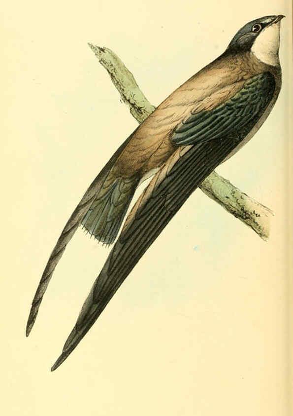 Reproducción/Reproduction 6198181544: Zoological illustrations v.1. London :Baldwin & Cradock,1829-1833