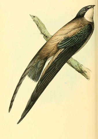 Reproducción/Reproduction 6198181544: Zoological illustrations v.1. London :Baldwin & Cradock,1829-1833