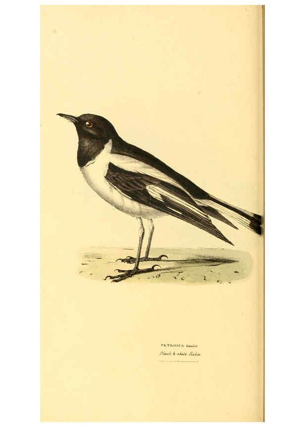 Reproducción/Reproduction 6197663709: Zoological illustrations v.1. London :Baldwin & Cradock,1829-1833
