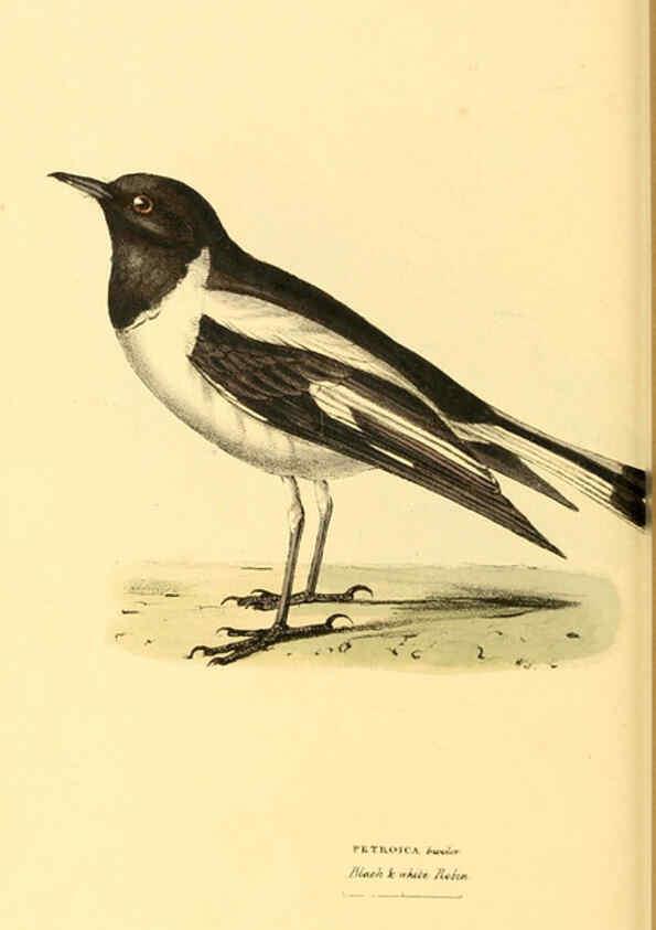 Reproducción/Reproduction 6197663709: Zoological illustrations v.1. London :Baldwin & Cradock,1829-1833