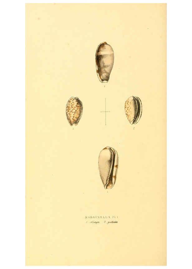 Reproducción/Reproduction 6198181968: Zoological illustrations v.1. London :Baldwin & Cradock,1829-1833