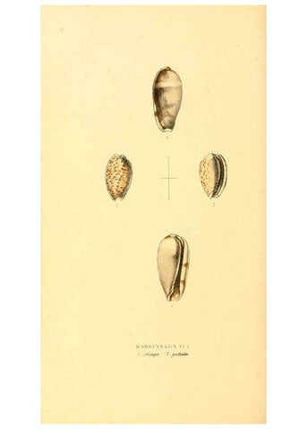 Reproducción/Reproduction 6198181968: Zoological illustrations v.1. London :Baldwin & Cradock,1829-1833