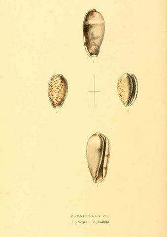 Reproducción/Reproduction 6198181968: Zoological illustrations v.1. London :Baldwin & Cradock,1829-1833