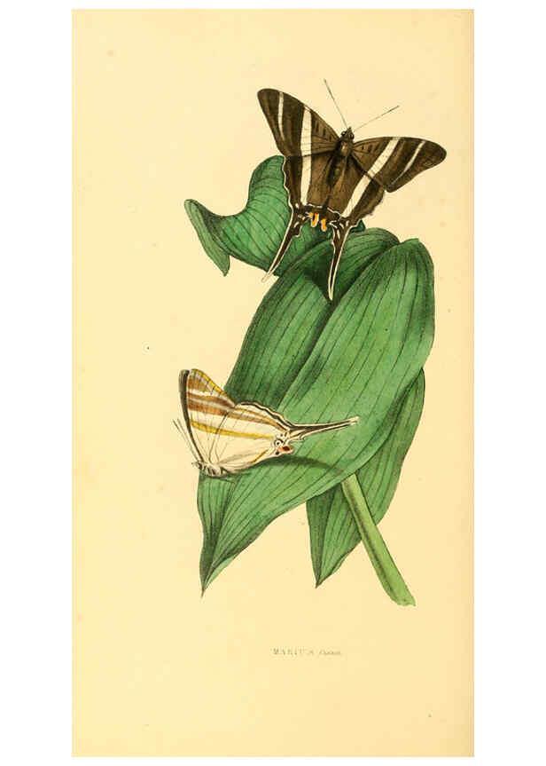 Reproducción/Reproduction 6197664253: Zoological illustrations v.1. London :Baldwin & Cradock,1829-1833