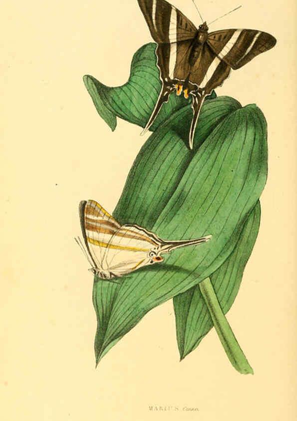Reproducción/Reproduction 6197664253: Zoological illustrations v.1. London :Baldwin & Cradock,1829-1833
