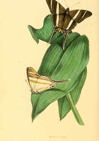 Reproducción/Reproduction 6197664253: Zoological illustrations v.1. London :Baldwin & Cradock,1829-1833