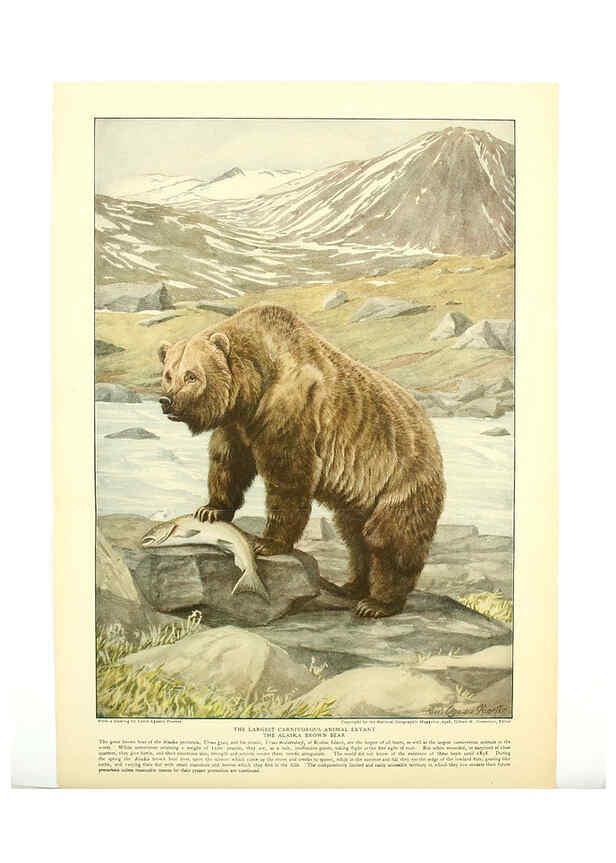 Reproducción/Reproduction 6217222286: Wild animals of North America Washington, D.C.,The National geographical society[c1918] 