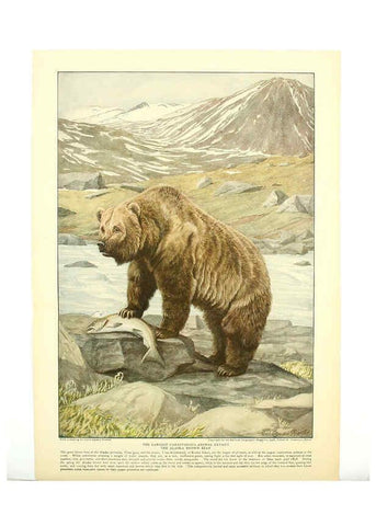 Reproducción/Reproduction 6217222286: Wild animals of North America Washington, D.C.,The National geographical society[c1918] 