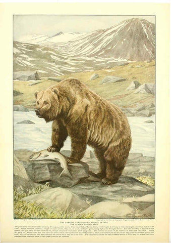 Reproducción/Reproduction 6217222286: Wild animals of North America Washington, D.C.,The National geographical society[c1918] 