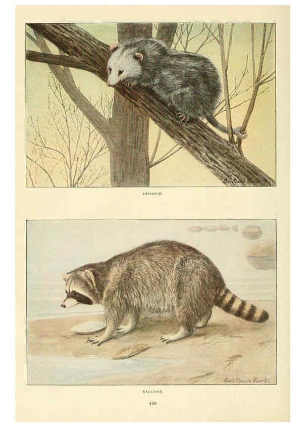 Reproducción/Reproduction 6216705279: Wild animals of North America Washington, D.C.,The National geographical society[c1918] 