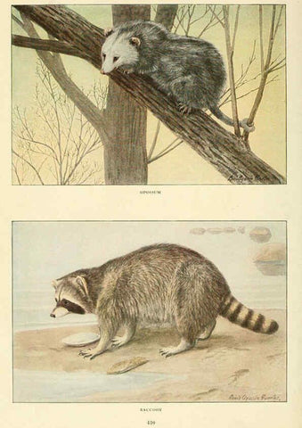 Reproducción/Reproduction 6216705279: Wild animals of North America Washington, D.C.,The National geographical society[c1918] 