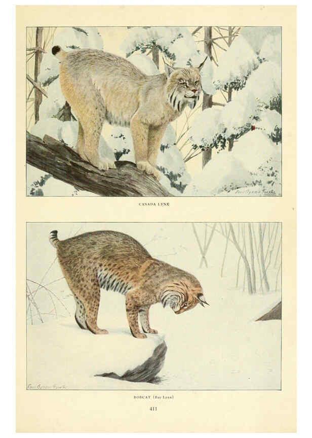 Reproducción/Reproduction 6216705413: Wild animals of North America Washington, D.C.,The National geographical society[c1918] 