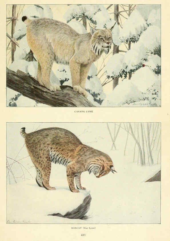 Reproducción/Reproduction 6216705413: Wild animals of North America Washington, D.C.,The National geographical society[c1918] 