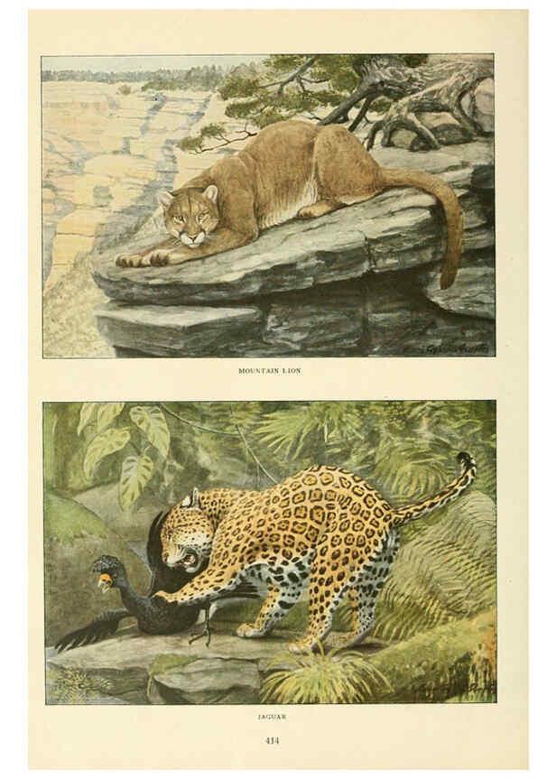 Reproducción/Reproduction 6217222788: Wild animals of North America Washington, D.C.,The National geographical society[c1918] 