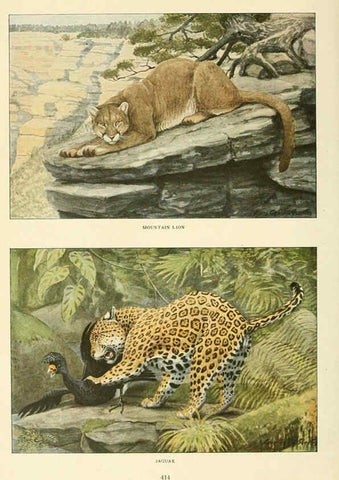 Reproducción/Reproduction 6217222788: Wild animals of North America Washington, D.C.,The National geographical society[c1918] 