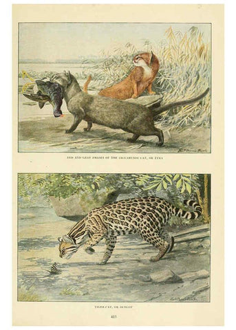 Reproducción/Reproduction 6217222908: Wild animals of North America Washington, D.C.,The National geographical society[c1918] 