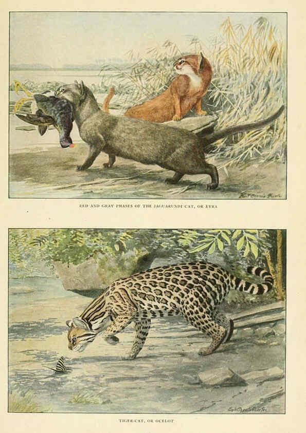 Reproducción/Reproduction 6217222908: Wild animals of North America Washington, D.C.,The National geographical society[c1918] 