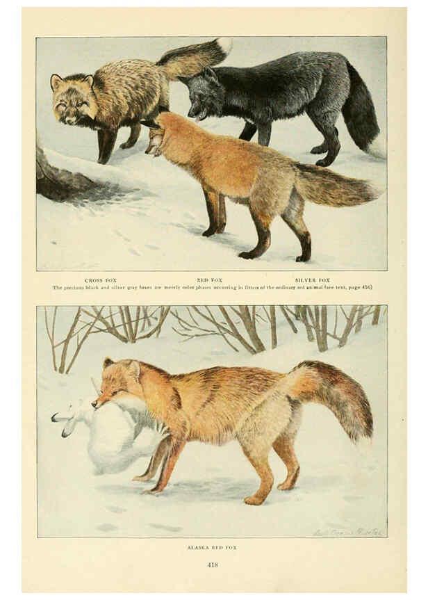 Reproducción/Reproduction 6216705797: Wild animals of North America Washington, D.C.,The National geographical society[c1918] 