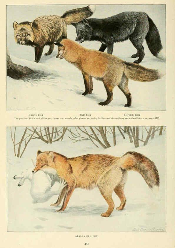 Reproducción/Reproduction 6216705797: Wild animals of North America Washington, D.C.,The National geographical society[c1918] 
