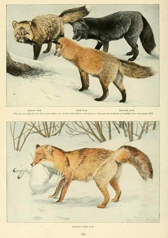 Reproducción/Reproduction 6216705797: Wild animals of North America Washington, D.C.,The National geographical society[c1918] 