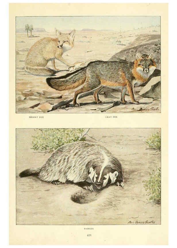 Reproducción/Reproduction 6216705933: Wild animals of North America Washington, D.C.,The National geographical society[c1918] 