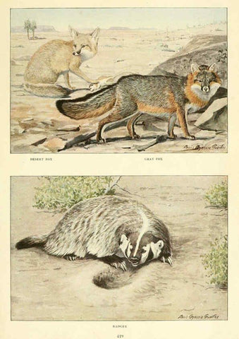 Reproducción/Reproduction 6216705933: Wild animals of North America Washington, D.C.,The National geographical society[c1918] 