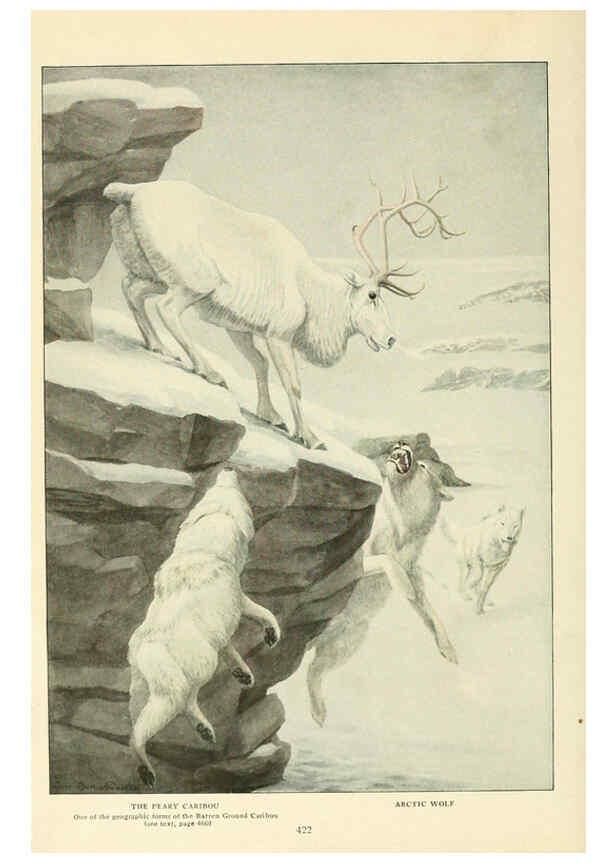 Reproducción/Reproduction 6216706063: Wild animals of North America Washington, D.C.,The National geographical society[c1918] 