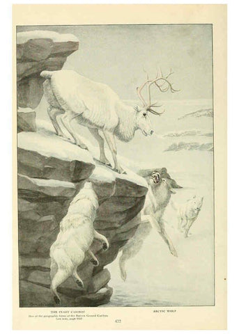 Reproducción/Reproduction 6216706063: Wild animals of North America Washington, D.C.,The National geographical society[c1918] 
