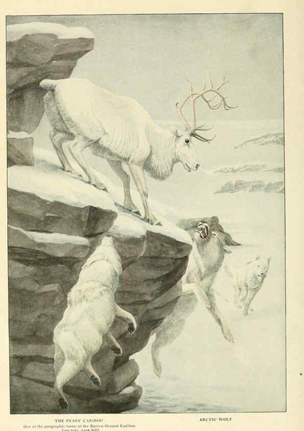 Reproducción/Reproduction 6216706063: Wild animals of North America Washington, D.C.,The National geographical society[c1918] 