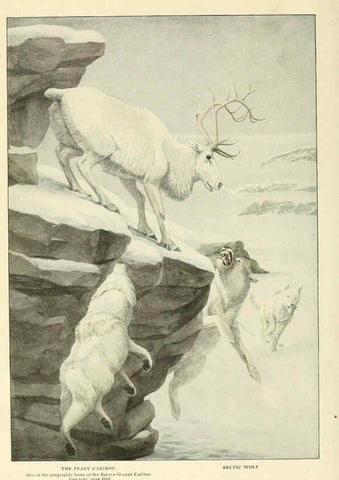 Reproducción/Reproduction 6216706063: Wild animals of North America Washington, D.C.,The National geographical society[c1918] 