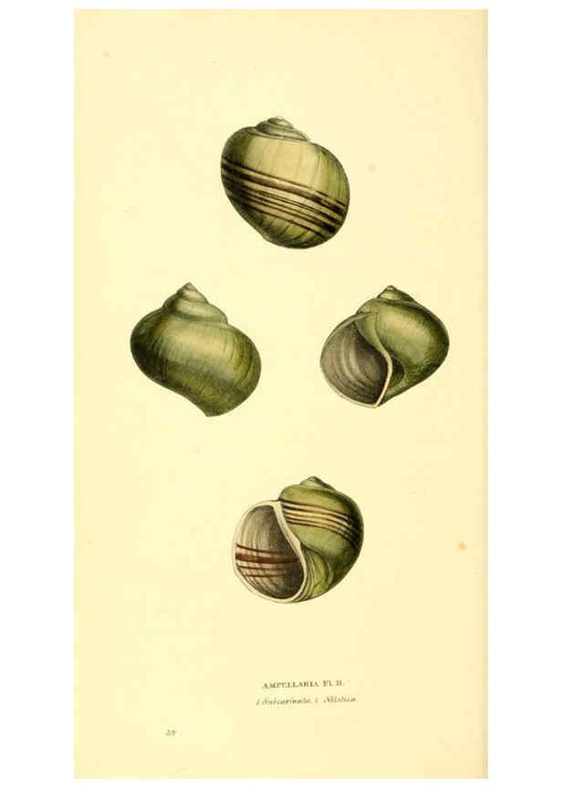 Reproducción/Reproduction 6197662719: Zoological illustrations v.1. London :Baldwin & Cradock,1829-1833