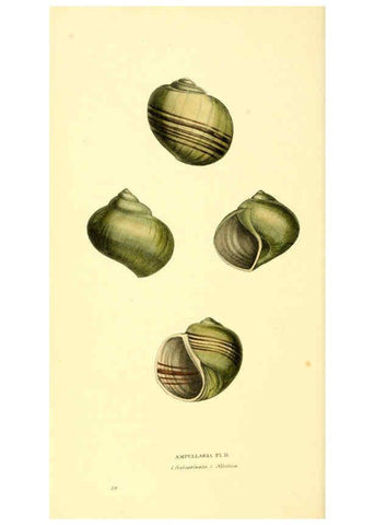 Reproducción/Reproduction 6197662719: Zoological illustrations v.1. London :Baldwin & Cradock,1829-1833