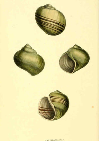 Reproducción/Reproduction 6197662719: Zoological illustrations v.1. London :Baldwin & Cradock,1829-1833