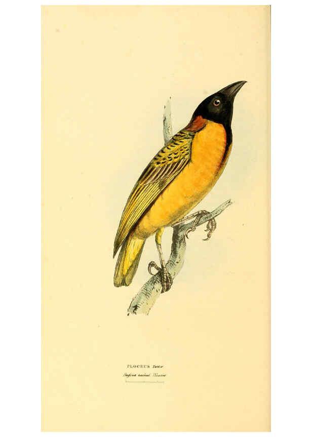 Reproducción/Reproduction 6197662485: Zoological illustrations v.1. London :Baldwin & Cradock,1829-1833
