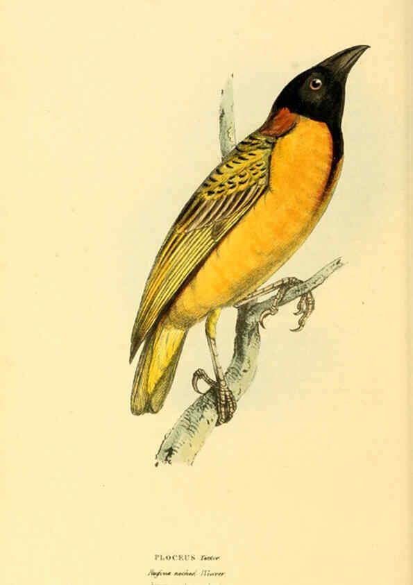 Reproducción/Reproduction 6197662485: Zoological illustrations v.1. London :Baldwin & Cradock,1829-1833